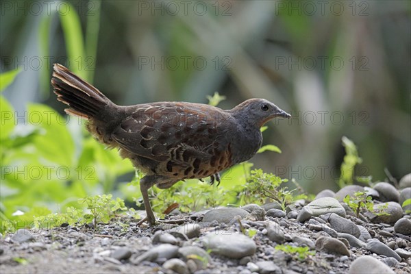 Chinese bamboo chicken