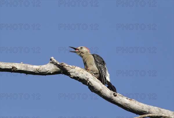 Yucatan woodpecker