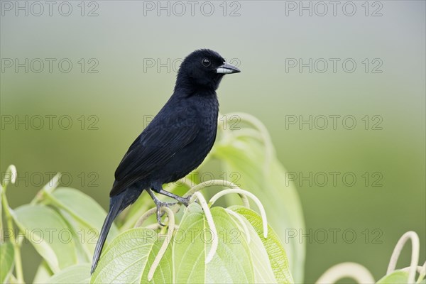 White-lined Tanager