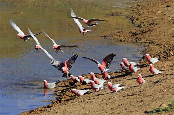 Pink Cockatoo