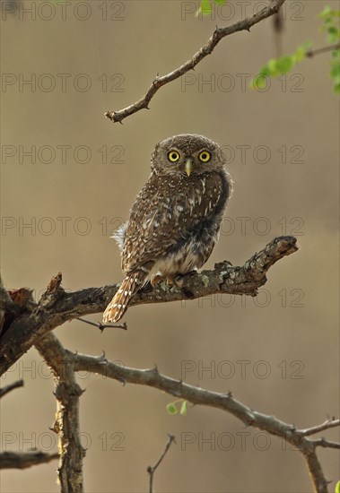 Pearl-spotted Owlet