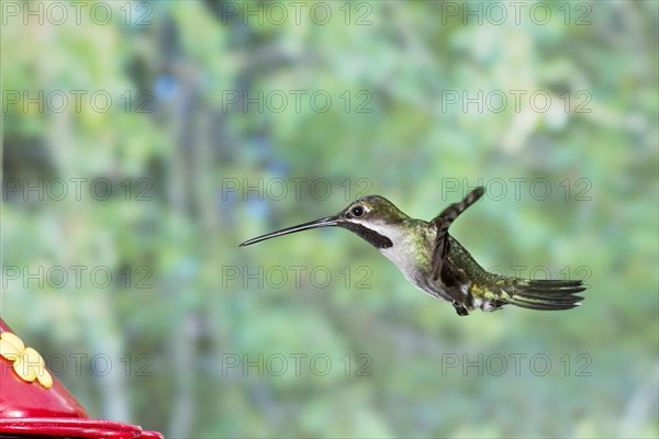 Long-billed Starthroat