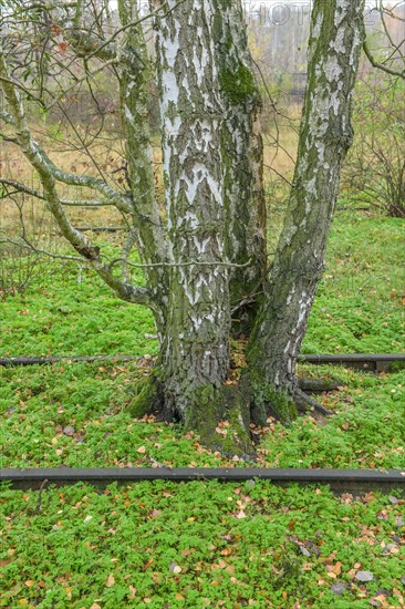 Birch trees