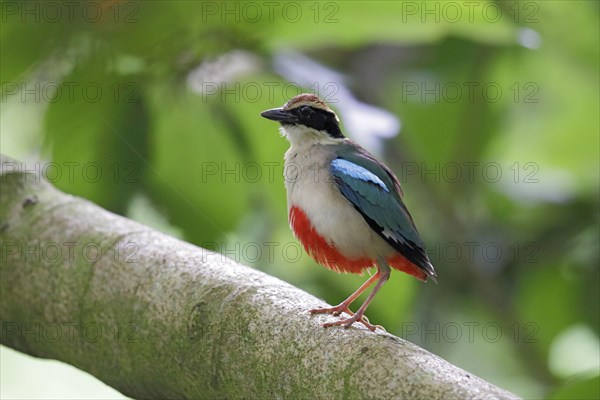 Fairy fairy pitta