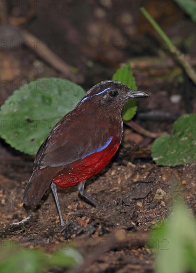 Graceful Pitta