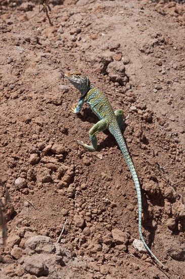 Collared Iguana