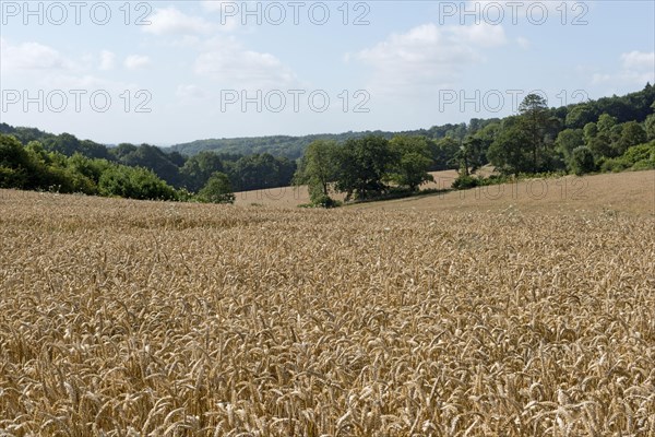 Development of a winter wheat crop from seedling to harvest