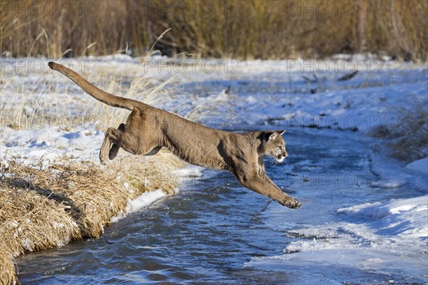 Cougar