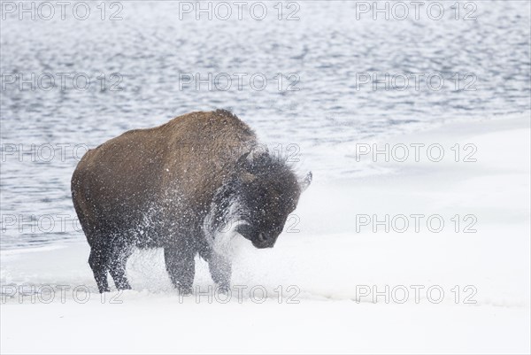 American bison