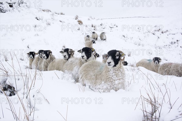 Domestic sheep