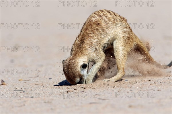 Meerkat