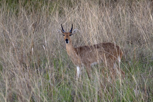 Large Reedbuck