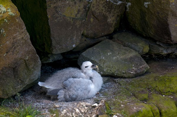 Northern fulmar