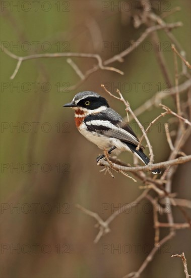 Chinspot chinspot batis