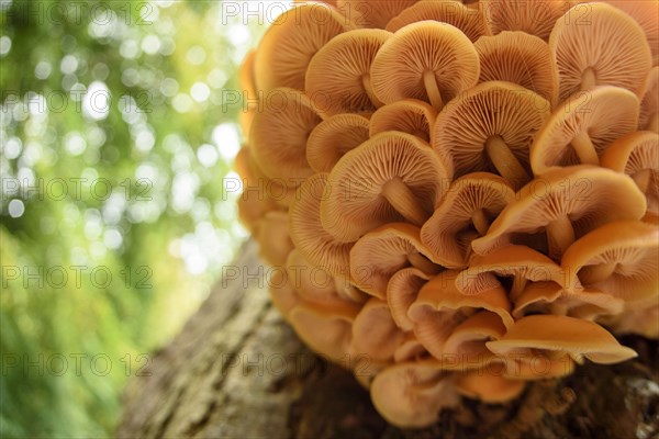 Fruiting body of flammulina