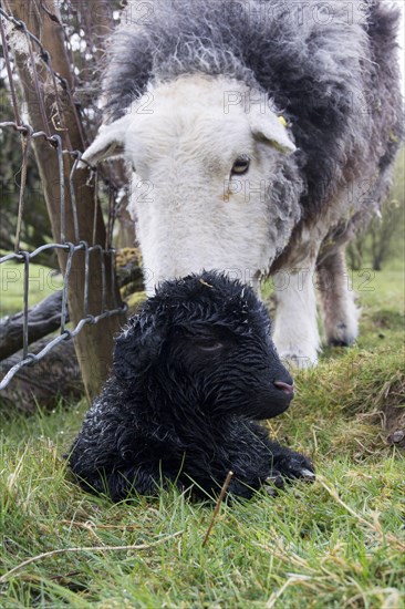 Herdwick sheep