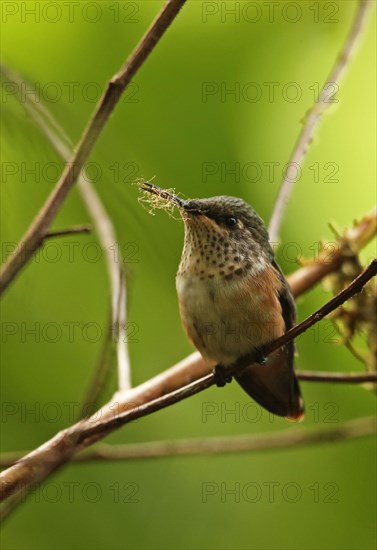 Wine-throated Hummingbird