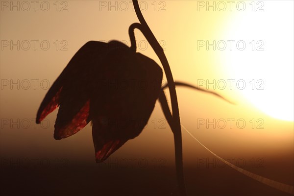 Silhouette of a snake's head fritillary