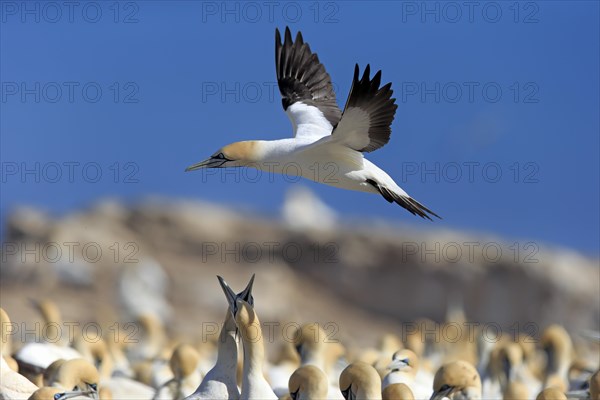 Cape Gannet