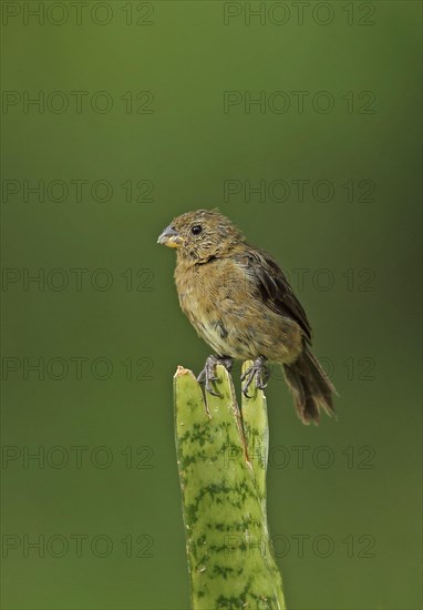 Variable Seedeater