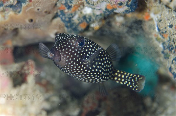 White-spotted boxfish