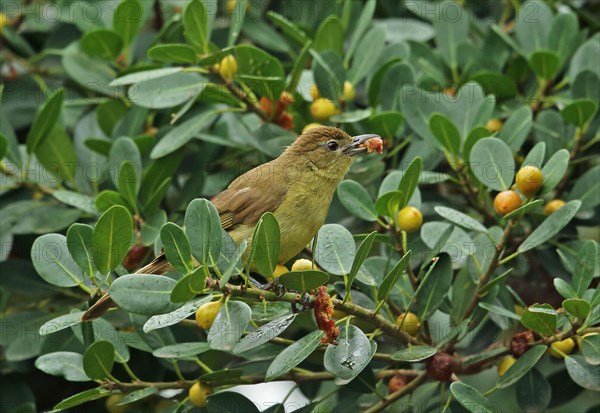 Yellow-bellied Greenbul