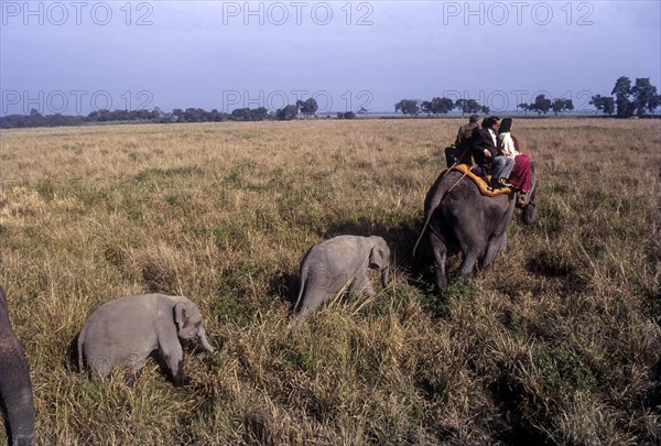 Tourists on elephant back at kaziranga national park