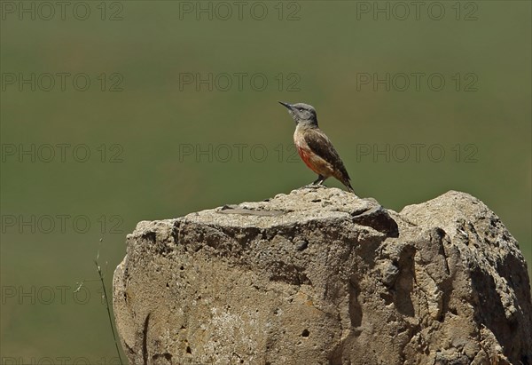 Ground Woodpecker