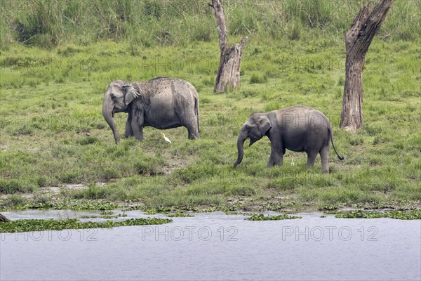 Asian elephant