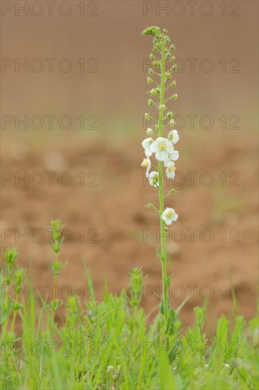 White purple mullein