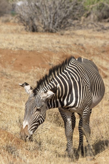 Adult grevy's zebra