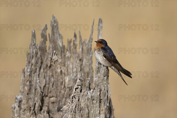 Welcome Swallow