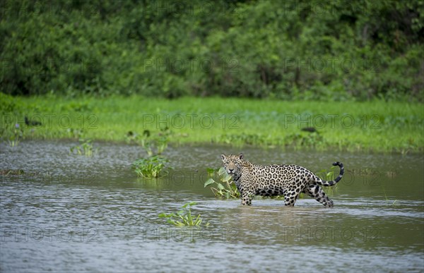Parana jaguar