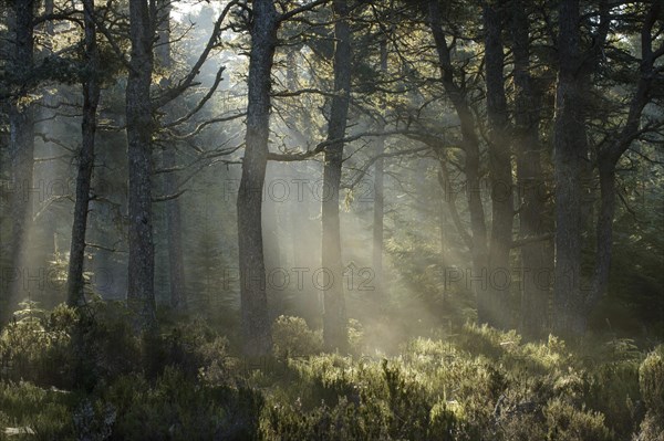 Scots pine