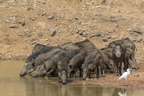 Wild boar