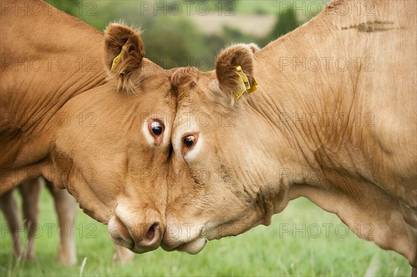 Domestic cattle
