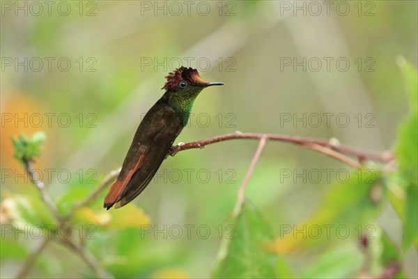 Ruby-topaz Hummingbird