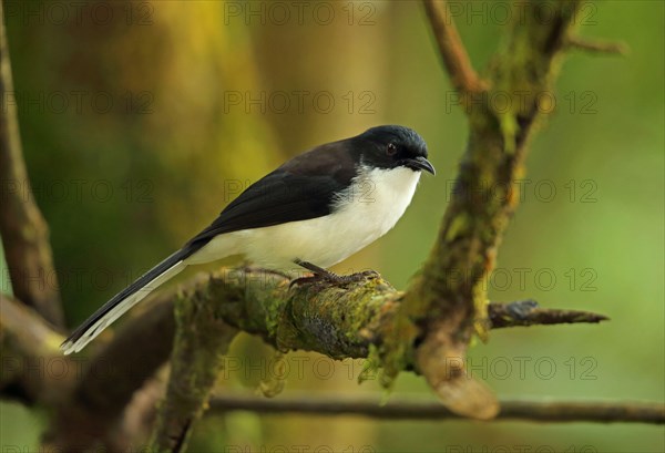 Adult Sibia