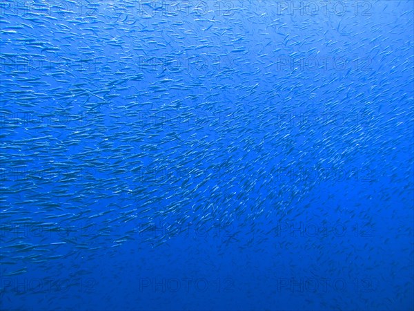 Fusiliers St. Johns Reef