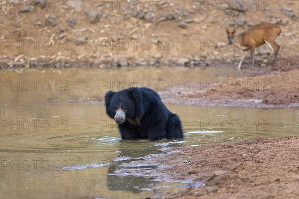 Sloth bear