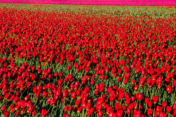 Flowering tulip fields