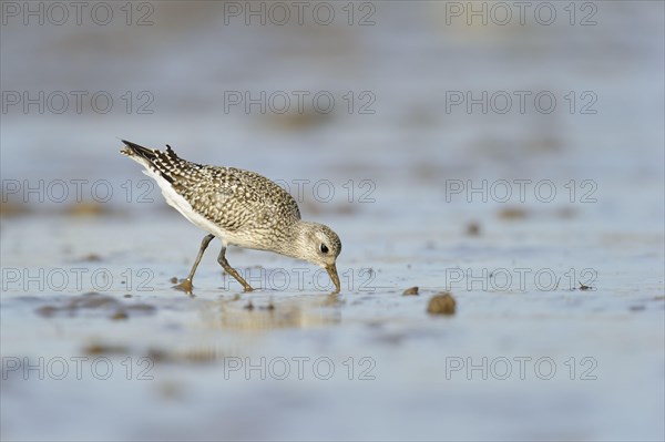 Black-bellied plover