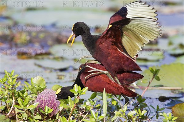 Northern Jacana