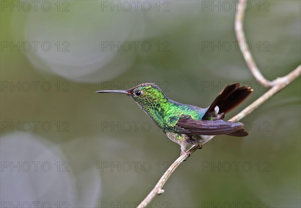 Violet-capped Hummingbird