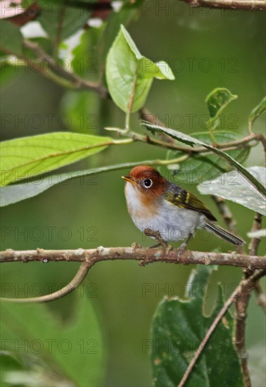 Sunda Warbler