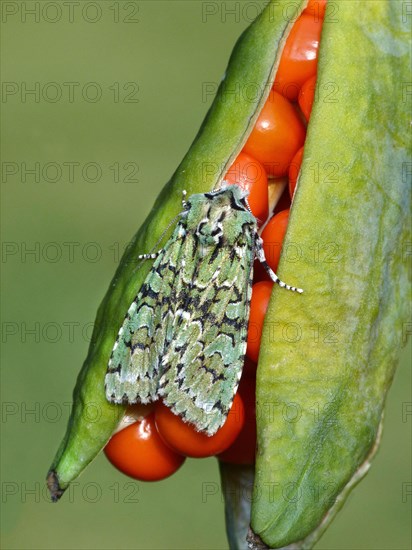 Griposia aprilina