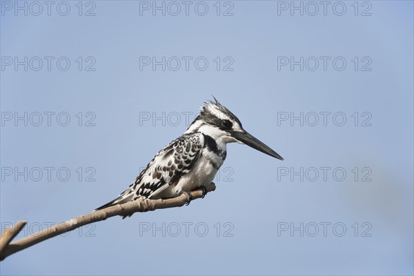 Alcedo rudis