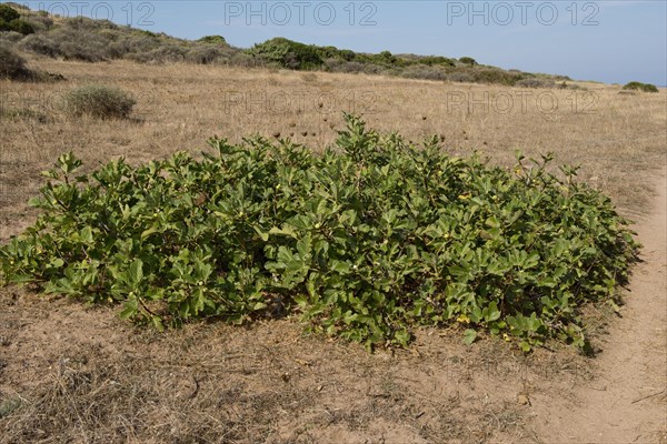 Common fig