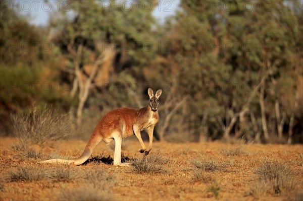 Red kangaroo