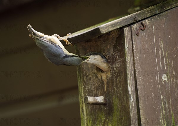 Eurasian Nuthatch